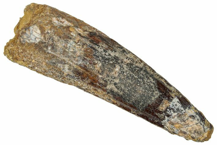 Fossil Spinosaurus Tooth - Real Dinosaur Tooth #305803